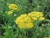 Achillea filipendulina 'Parker's Variety' - Jószagú cickafark
