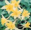 Aquilegia caerulea 'Spring Magic Yellow' - Kék harangláb