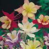 Aquilegia vulgaris 'Biedermeier' - Harangláb