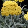 Achillea 'Moonshine' - Cickafark