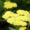 Achillea millefolium 'Credo' - Közönséges cickafark
