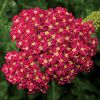 Achillea millefolium 'Desert Eve Deep Rose' - Közönséges cickafark