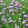 Allium schoenoprasum - Metélőhagyma