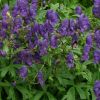 Aconitum napellus - Havasi sisakvirág