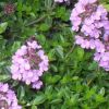 Thymus serpyllum 'Magic Carpet' - Vadkakukkfű, mezei kakukkfű